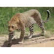 leopárd-mintás-selyem-sal-mintas-100x170-cm-